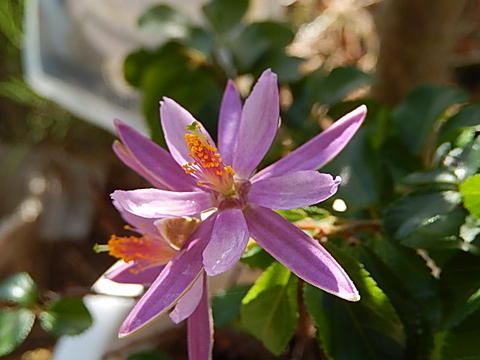 睡蓮木 スイレンボク 【睡蓮木 鉢植え】薄紫色の花が可憐な睡蓮に似た花を咲かせる睡蓮木【信楽焼き鉢入り】