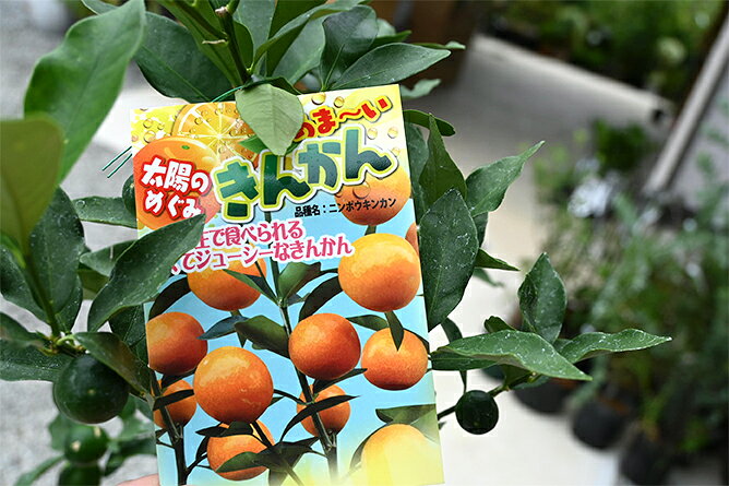 2026年開花後実のなるきんかんお誕生日の贈り物に　2026年鉢植え金柑　素焼き鉢金...