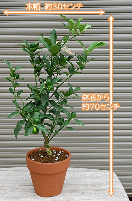 2026年開花後実のなるきんかんお誕生日の贈り物に　2026年鉢植え金柑　素焼き鉢金...