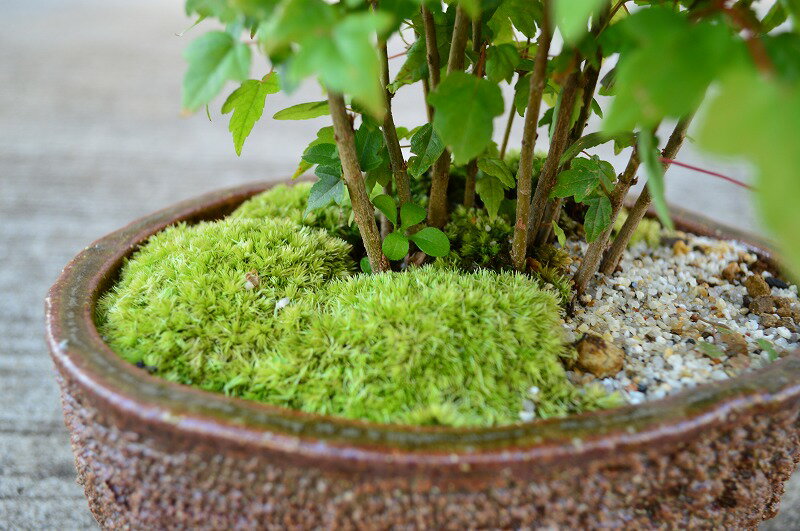 カエデ寄席植え　楓【楓寄席植え】秋の紅葉の代表　【信楽焼き鉢入り】