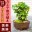 カエデ寄席植え 楓【楓寄席植え】秋の紅葉の代表 【信楽焼き鉢入り】