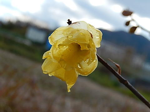 2024年1月頃開花新春満月ロウバイ　蝋細工のような光沢と甘い癒しの香り【満月ロウバイ】春をつれてきてくれます　贈り物に驚きと喜びを【信楽焼き鉢入り】