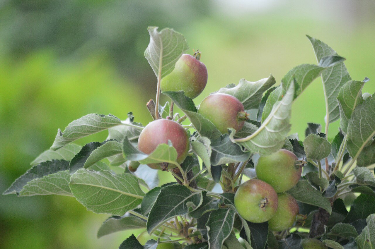 林檎鉢植え【食べる鉢植え】アルプス乙女リンゴの鉢植え　見てよし食べてよし　楽しみ育てる鉢植え　果樹　果実