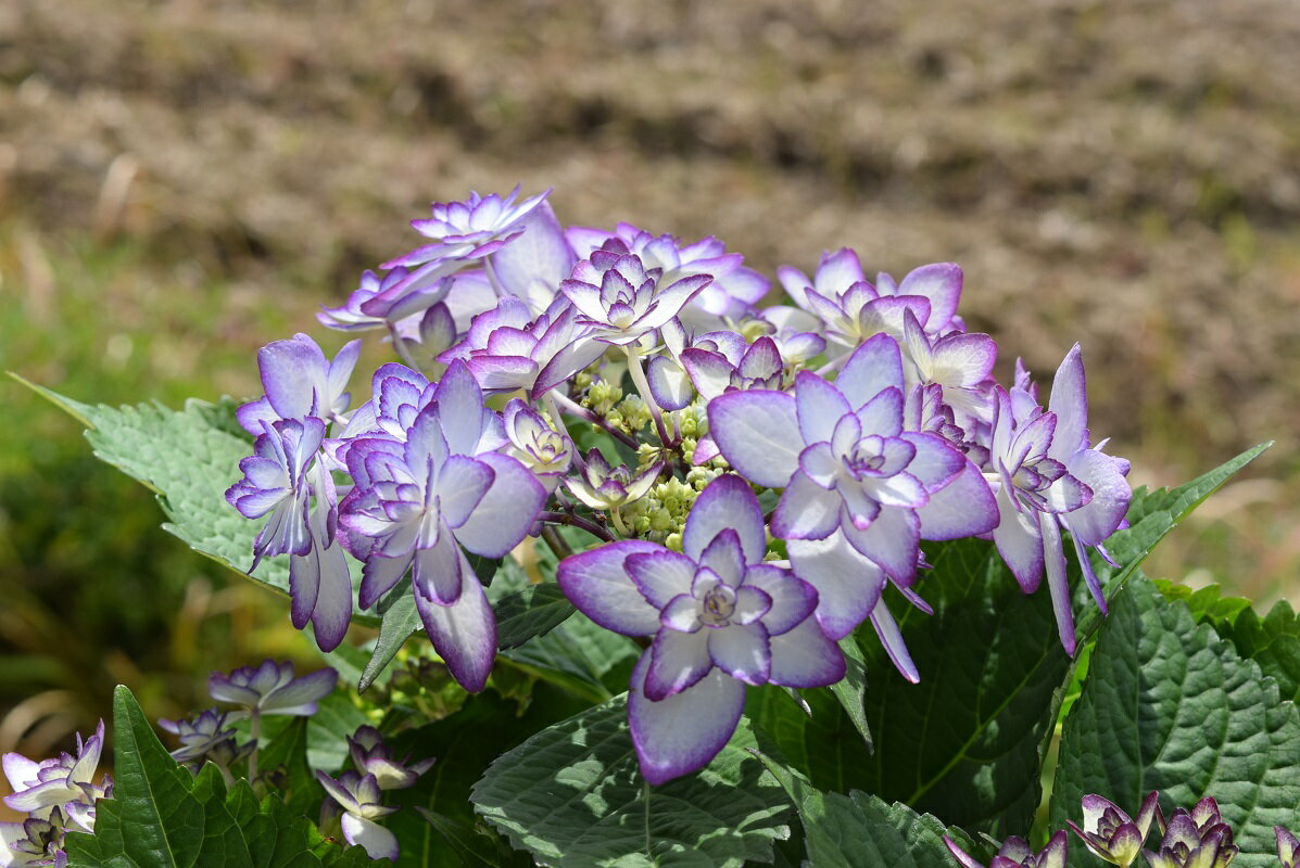 お誕生日プレゼントの花鉢植え ひな祭りアジサイブルー 紫陽花 母の日におすすめのとても綺麗なアジサイ 2023年5月開花鉢植え