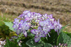 剪定した状態でのお届けとなります　お誕生日プレゼントの花鉢植え ひな祭りアジサイブルー 紫陽花 母の日におすすめのとても綺麗なアジサイ 2023年5月開花鉢植え