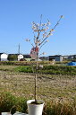 桜の鉢植えのさくらで自宅でお花見さくら2025年3月頃に開花します啓翁桜鉢植え 自宅で早咲きのサクラで お花見