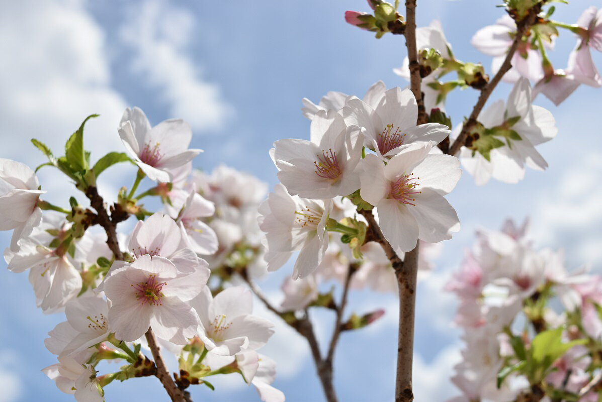 さくらの鉢植え自宅でお花見2024年4月に開花　さくらの鉢植