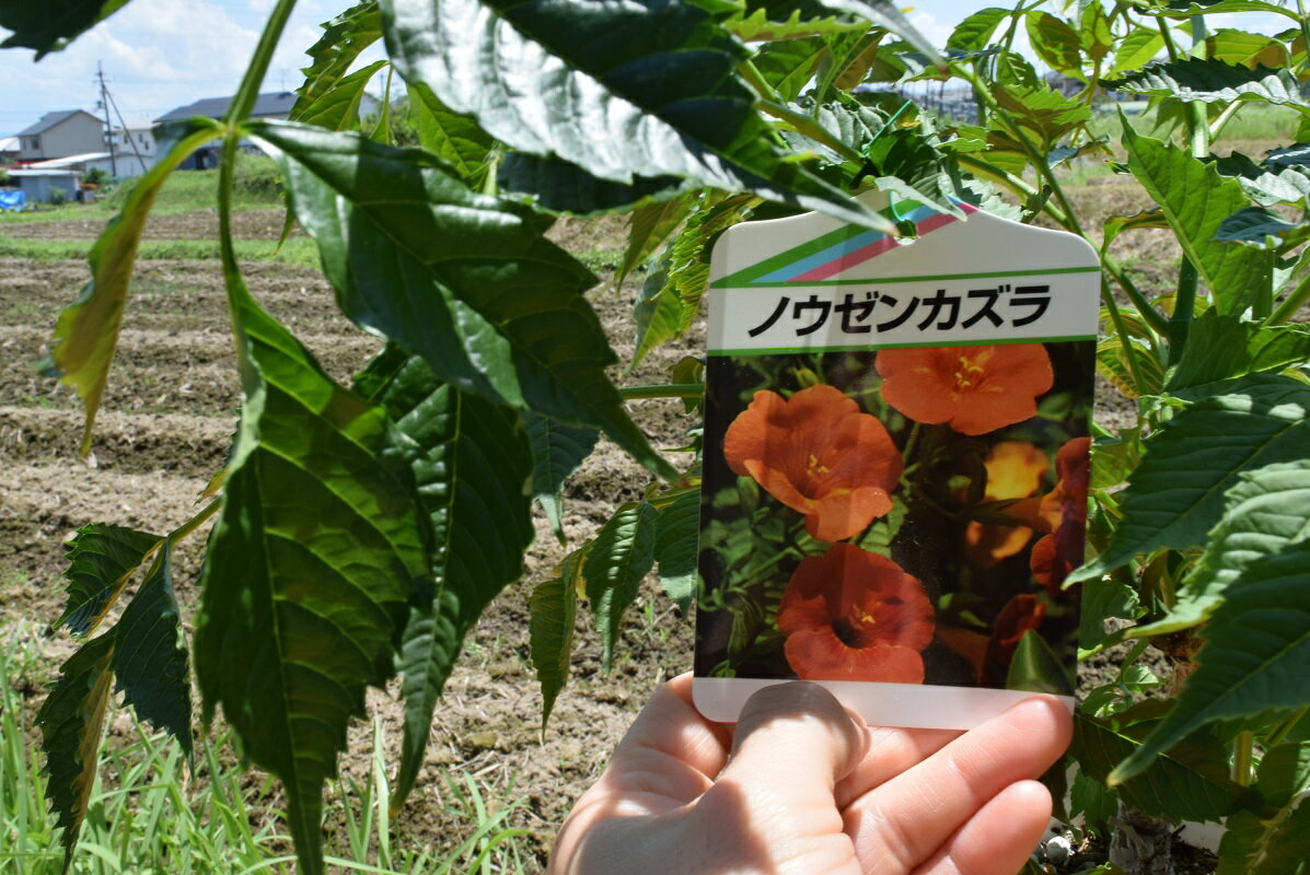 【ノウゼンカズラ】凌霄花 オレンジの花　庭木　つる植物　育てやすい　お届けは6...