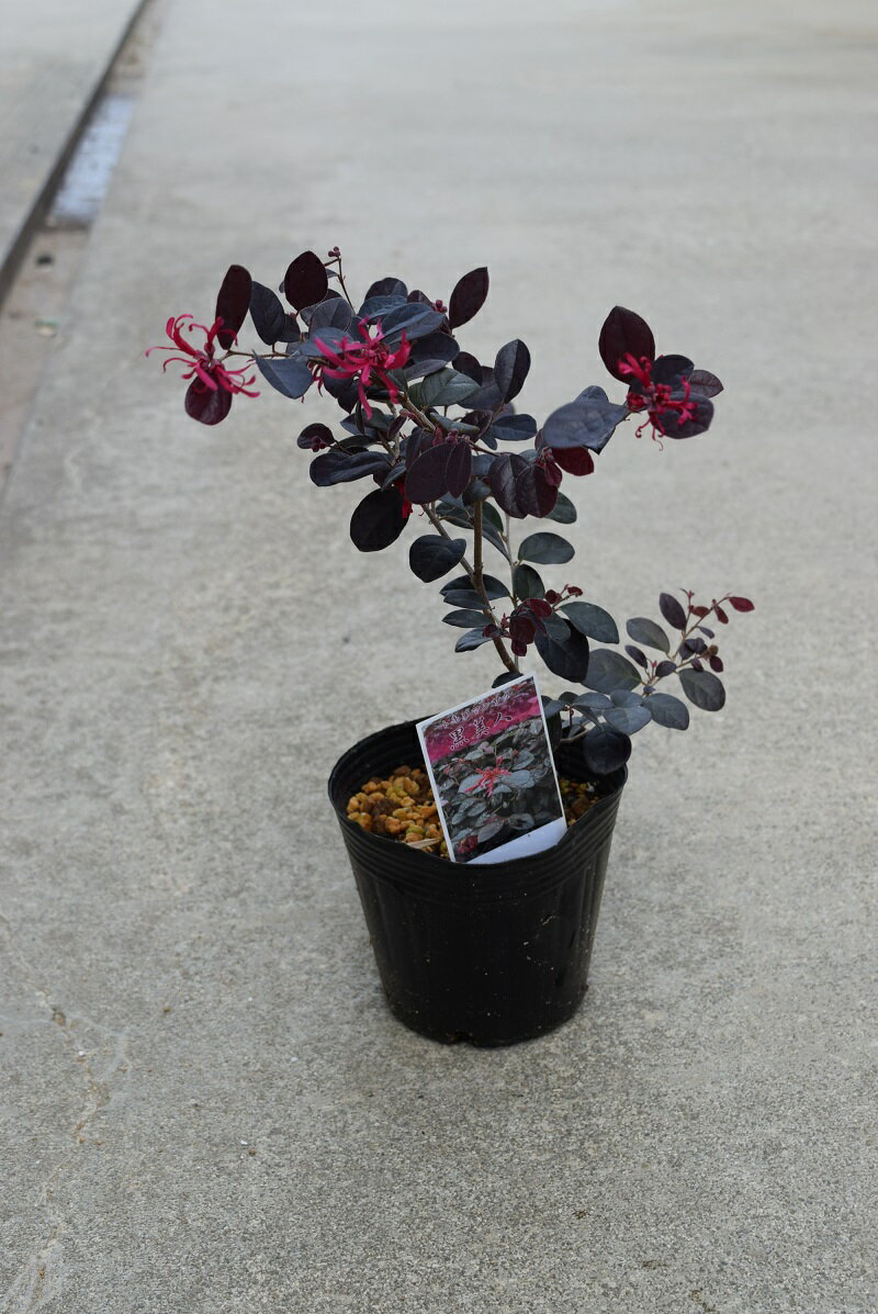 �ڥȥ���ޥ󥵥��ۡ����顼�꡼�ա��������������־��إޥ󥵥�