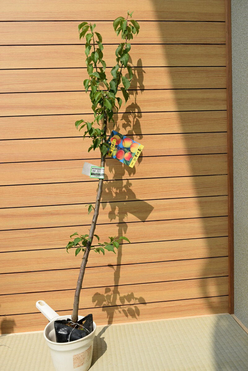 【加賀地蔵】梅干し 梅酒 収穫を楽しむ　果樹　果実