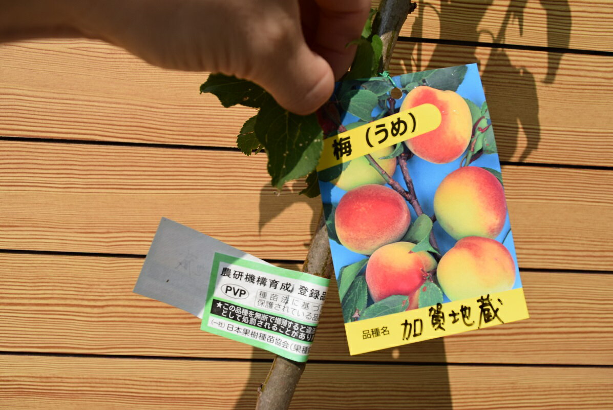 �ڲò���¢���ߴ��� �߼� ���Ϥ�ڤ��ࡡ�̼����̼�