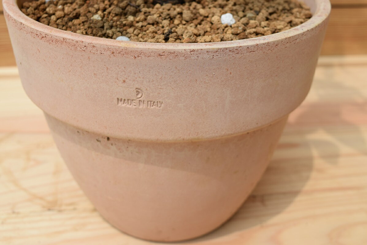 2025ǯ6������դ���ȯ���ץ롼�󡡥�����졼�����Τ���⡡�¤������ڡ����Ϥ�ڤ��ࡡ�İ���ȭ���ɥ饤�ե롼�ġ��̼�