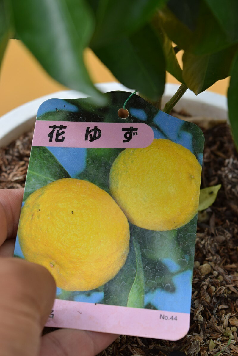 2024ǯ12�����ǯ1��ޤǼ��դ����ͮ��2025ǯ�Τ��֤����ָ�¤Τʤ�ڲ֥楺�� �椺��Ϸ���ɻߡ��¤������ڡ����Ϥ�ڤ��ࡡ�̼������������鿴�ԤǤ��Ƥ䤹���̼�