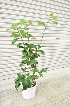 【ビアフランカ】育てよう大きな【レモンの木】檸檬 果樹 鉢植え 庭木 はちみつレモン ビタミンC
