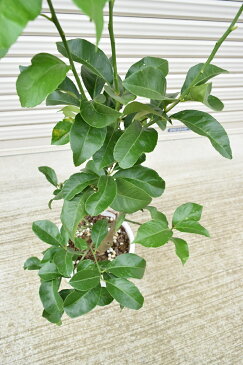 【ビアフランカ】育てよう大きな【レモンの木】檸檬 果樹 鉢植え 庭木 はちみつレモン ビタミンC