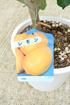 【ビアフランカ】育てよう大きな【レモンの木】檸檬 果樹 鉢植え 庭木 はちみつレモン ビタミンC