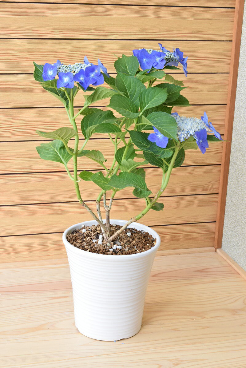 2025年6月開花紫陽花【ブルースカイ】紫陽花　額紫陽花　贈り物　切り花　鉢植え　...