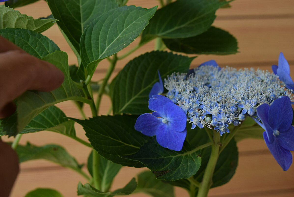 2025年6月開花紫陽花【ブルースカイ】紫陽花　額紫陽花　贈り物　切り花　鉢植え　...