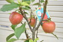 2024年母の日のプレゼントに食べれるミニりんご【アルプス乙女】プラ鉢　可愛いリンゴ誕生日やお祝い　花も実も楽しめるリンゴりんご飴焼きリンゴ庭植え