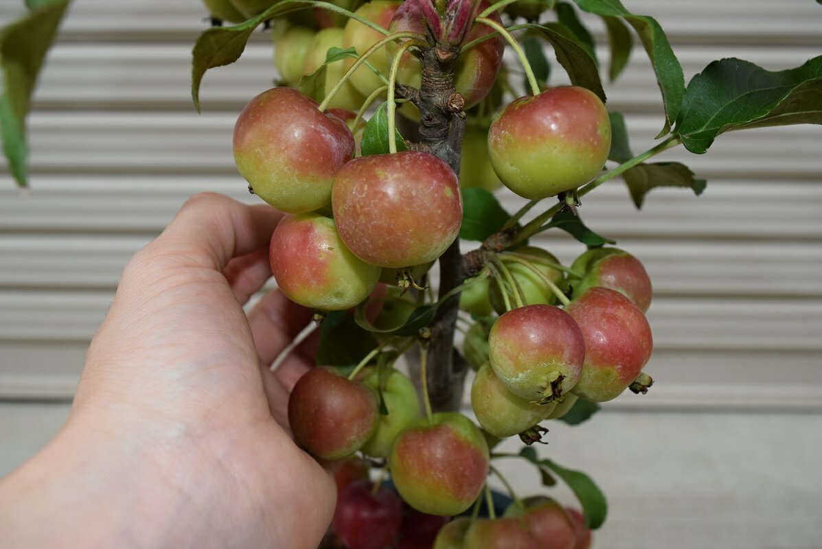 2024年秋には　実がなるミニりんご【クラブアップル　ゴージャス】プラ鉢　小さなリンゴ　観賞用リンゴ