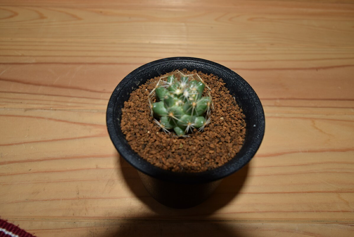 �إ��ƥ꡼���ߥ˥��ܥƥ�