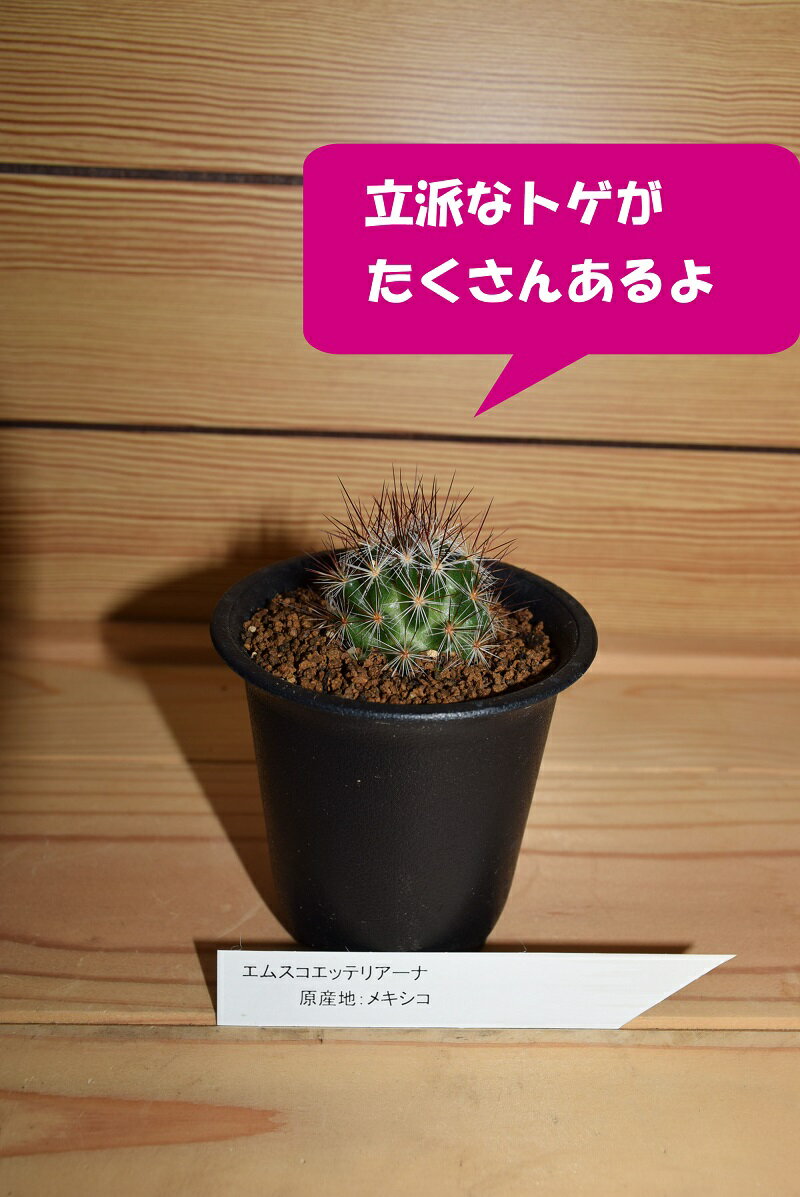 ���ॹ�����åƥꥢ���ʡ����ܤƤ󡡥��ܥƥ󡡥ߥˡ�¿����ʪ