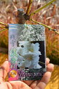 【残雪枝垂れ桃】庭木 ハナモモ 白 八重咲き 落葉樹 ひな祭り シンボルツリー 記念樹
