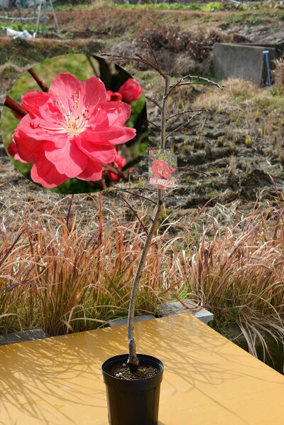 庭木 ハナモモ 紅色 八重咲き 落葉樹 枝垂れ桃 ひな祭り シンボルツリー 記念樹