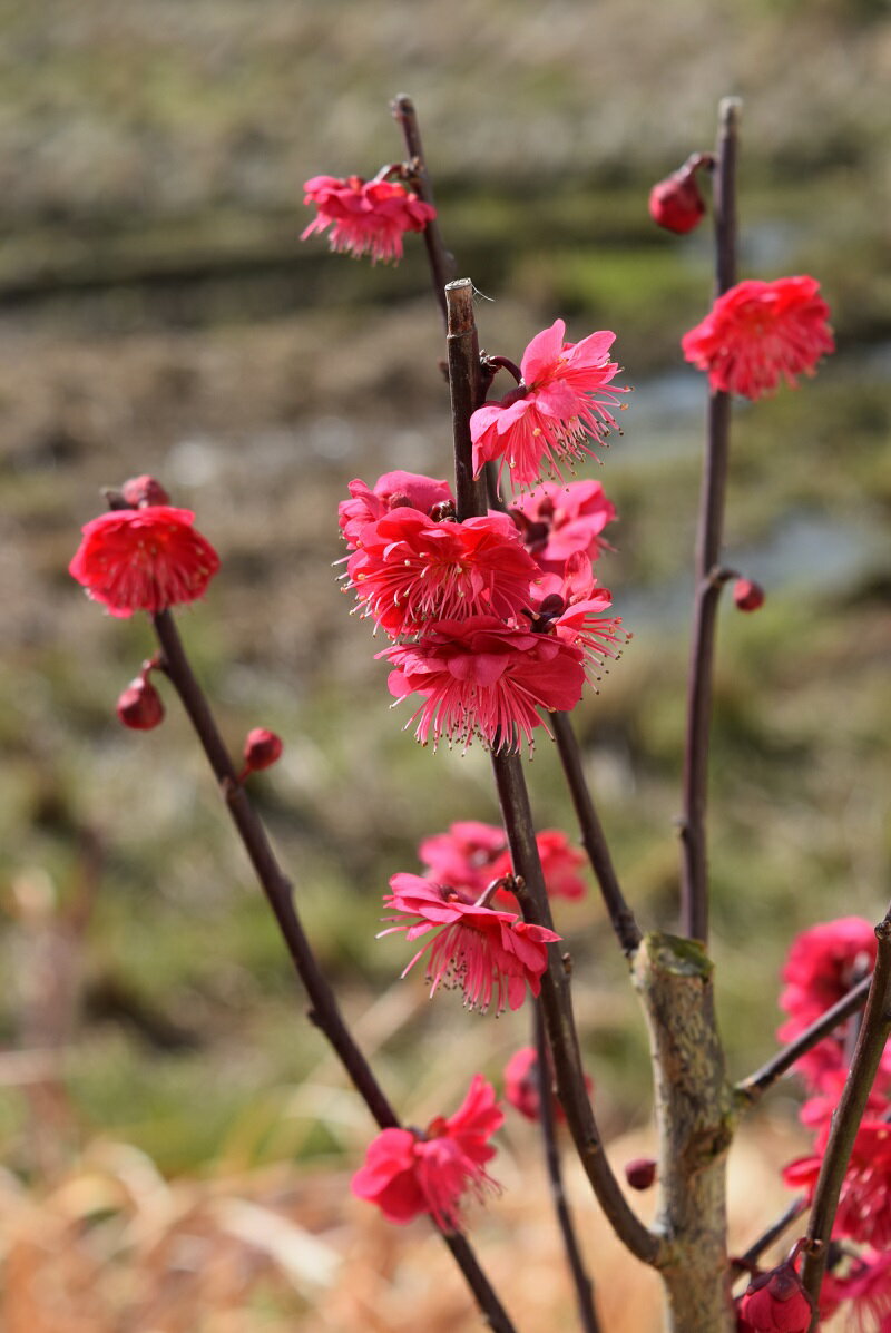 2023年2月開花予定苗【鹿児島紅梅 苗