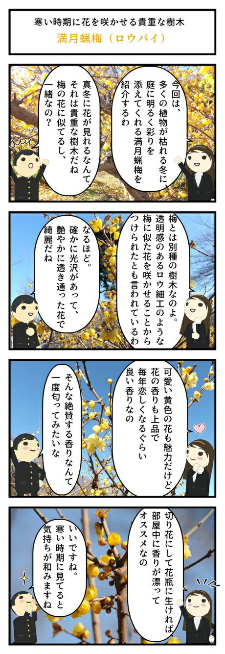 苗　梅 満月蝋梅 マンゲツロウバイ 2025年開花　大苗