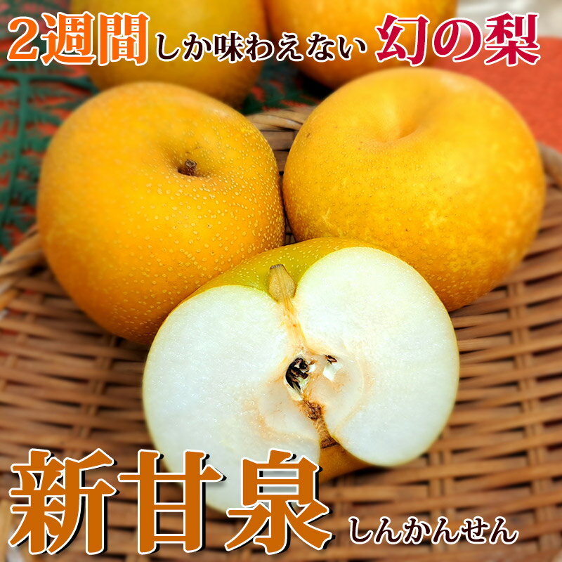 高級 フルーツ 鳥取の梨【新甘泉（しんかんせん）5kg（10〜18玉）】 高級ギフト 果物 赤梨 なし 秋 送料無料