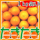 そのまま食べれる、まるかじり金柑最高峰の金柑たまたま袋入り宮崎金柑「たまたま」1kg袋入り