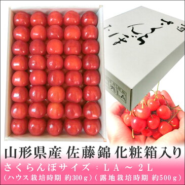 【シーズンオフ】山形県産「佐藤錦さくらんぼ」化粧箱入り ＜ LAサイズ〜2Lサイズ　＞ ＜ 内容量: 約300g(ハウス栽培時期) 〜 約500g(露地栽培時期)　＞【送料無料】