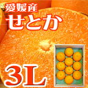 この色、艶、味が旨さの証拠【愛媛産せとか】3Lサイズ10玉化粧箱≪送料無料≫味濃いせとか3Lサイズ10玉入り化粧箱【極上愛媛産】送料無料