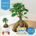 【父の日専用】ガジュマル シーサー 丸鉢5号鉢 (承り期間:6月7日まで) 父の日 お父さん ギフト プレゼント ガジュマル 塊根植物 観葉植物 グリーン かわ...