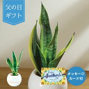 【父の日専用】サンセベリア 丸鉢5号鉢 (承り期間:6月7日まで) 父の日 お父さん ギフト プレゼント サンセベリア 観葉植物 グリーン .葉 丸鉢 5号 お...