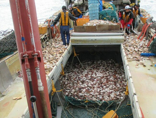 魚介 海鮮 帆立 ホタテ 貝柱 刺身用 玉冷 1kg お取り寄せ 北海道 詰め合わせ F倉庫 3