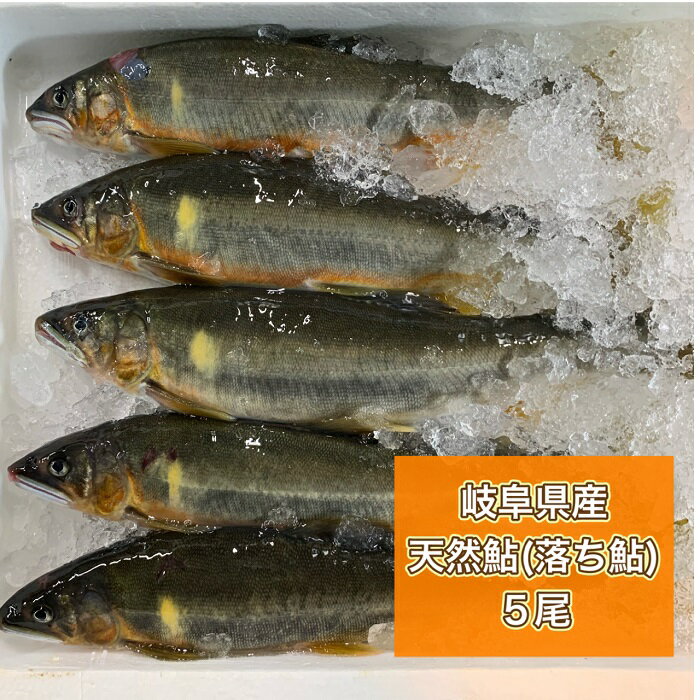 【送料無料】　岐阜県産　天然鮎（落ち鮎）冷凍　特大5尾岐阜　天然鮎　天鮎　鮎　あゆ　天然　長良川 極上　一級品