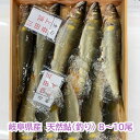 【冷凍・内臓ありのみ】岐阜県産 天然鮎(釣り)約1kg 8~10尾天然 鮎 アユ 岐阜 生 チルド あゆ 高級 釣り 釣 郡上 極上 一級品