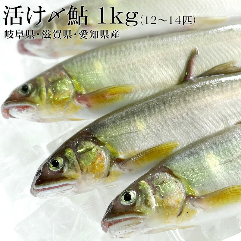 【予約早割7 000円⇒6 500円】活け〆鮎 1kg 12〜14匹 岐阜県・滋賀県・愛知県産 [冷蔵便 塩焼き 新鮮 あゆ お中元 父の日 ギフト 送料無料 タイムセール]