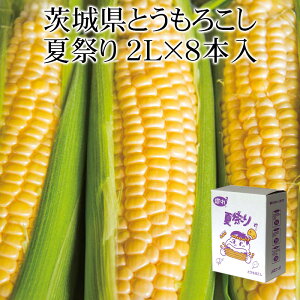 【タイムセール 3,980円⇒ 3,500円】茨城県産とうもろこし 夏祭り2L×8本入 縦入れ箱 [送料無料 限定入荷 JA北つくば 味来 スイートコーン BBQ 希少 黄色 お中元 ギフト イエローコーン]