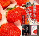 岐阜いちご 華かがり(9〜15粒入) 贈答用化粧箱入り[岐阜県産 JA 岐阜 送料無料 お歳暮 ギフト 産地直送 クーポン]