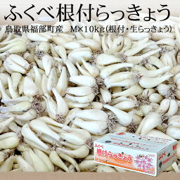 【予約早割】鳥取県福部町産 ふくべ根付らっきょう M×10kg(根付・生) [鳥取砂丘らっきょう JAいなば 鳥取県産 辣韭 送料無料]