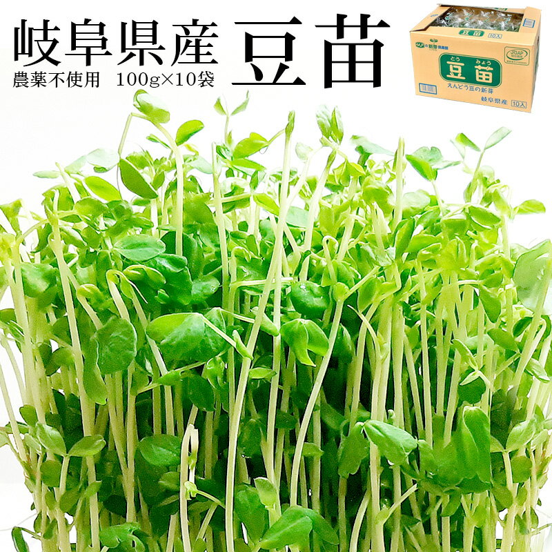 岐阜県産 豆苗100g×10袋 [無農薬 送料無料 国産 とうみょう えんどう豆の新芽 スプラウト]