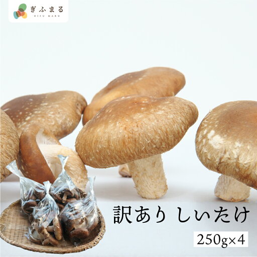 《ご家庭用》しいたけ 250g×4 計1kg 個包装 なかだファーム 訳あり 家庭用 椎茸 シイタケ 訳アリ わけあり 菌床 栽培 不揃い キノコ きのこ 茸 料理 国産 飛騨高山 農家直送 送料無料 《ご家庭用》しいたけ 250g×4 計1kg 個包装 なかだファーム 訳あり 家庭用 椎茸 シイタケ 訳アリ わけあり 菌床 栽培 不揃い キノコ きのこ 茸 料理 国産 飛騨高山 農家直送 送料無料