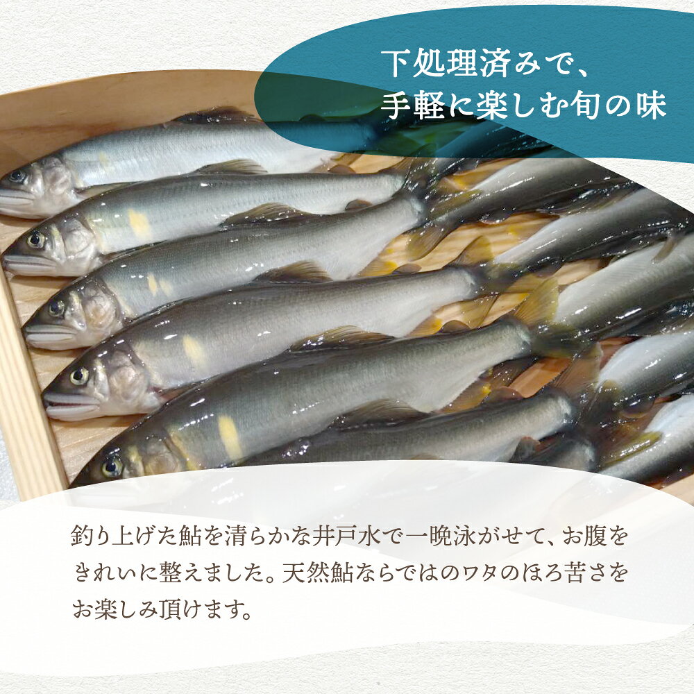 《訳あり》【尾数が選べる】 郡上鮎 長良川の天然鮎 5尾 10尾 15尾 20尾 鮎 天然 ...