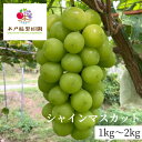 《9月10日~発送予定》シャインマスカット 1kg 2kg 木戸脇果樹園 国産 ぶどう ブドウ マスカット 種なし 皮ごと食べられる 果物 フルーツ お取り寄せ 種無し 飛騨高山 送料無料 産地直送 岐阜県
