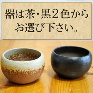 お部屋でお花見！3月後半に花を咲かせます。 一才桜盆栽完成品【季節限定】小さなかわいらしい桜の木です。