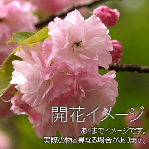 お部屋でお花見！3月後半に花を咲かせます。 一才桜盆栽完成品【季節限定】小さなかわいらしい桜の木です。