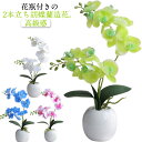 開店 コンパクト お供え 枯れない花 ミニ 小さめ 枯れない 2本立ち 胡蝶蘭 お祝い ナチュラル プレゼント ギフト お見舞い かわいい 引越し 祝い花 開院...
